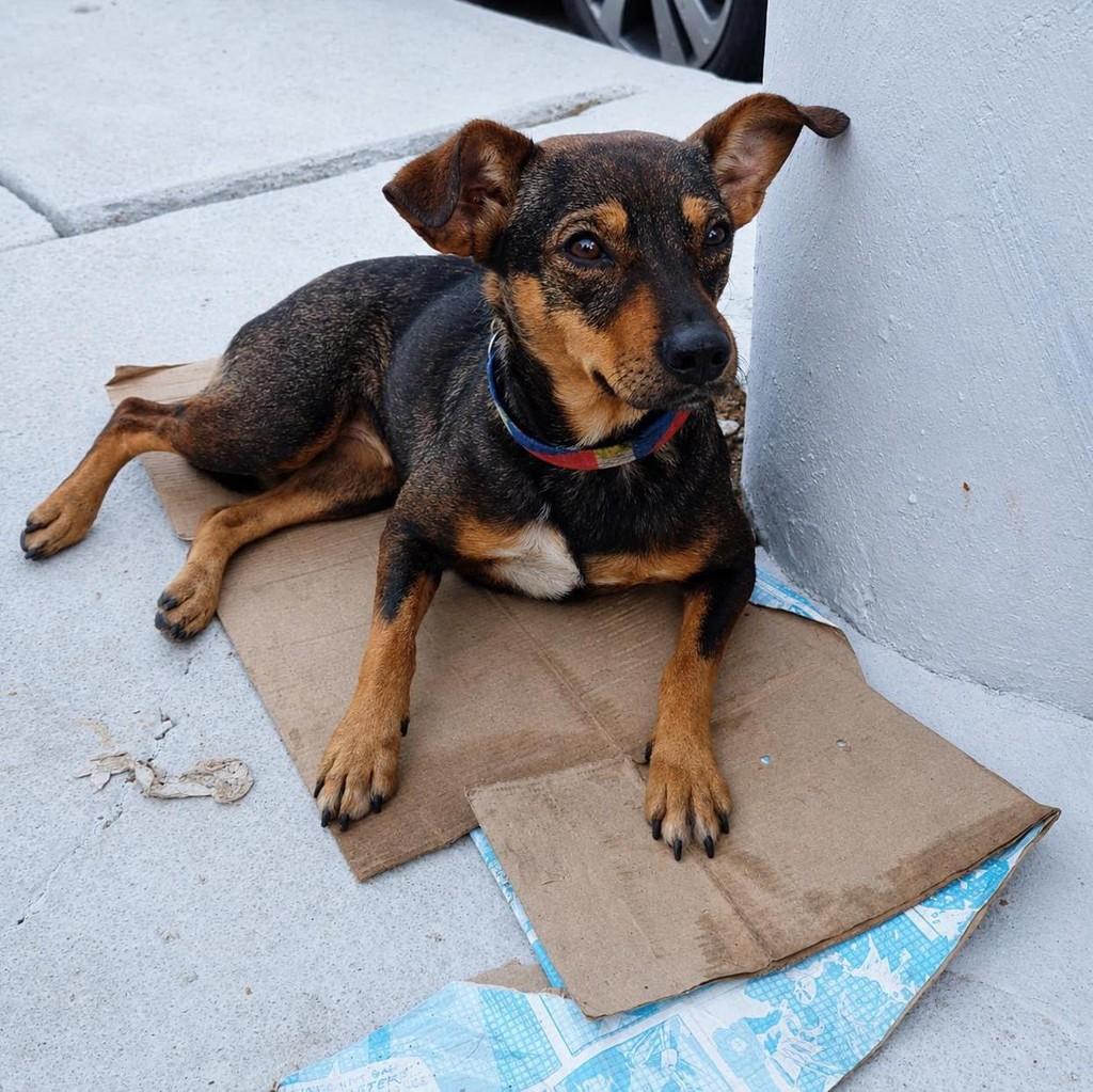 Nina, cachorro de porte pequeno para adoção em Ibiúna - SP