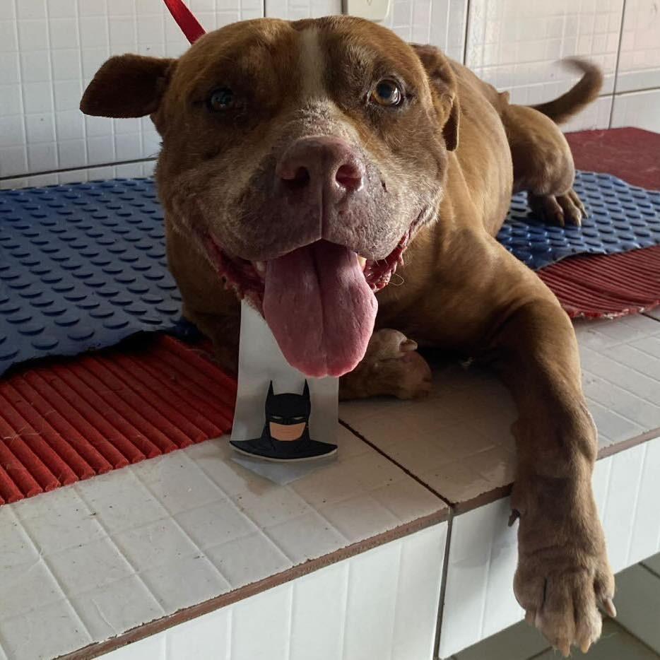 Bruce, cachorro de porte médio para adoção em Ibiúna - SP