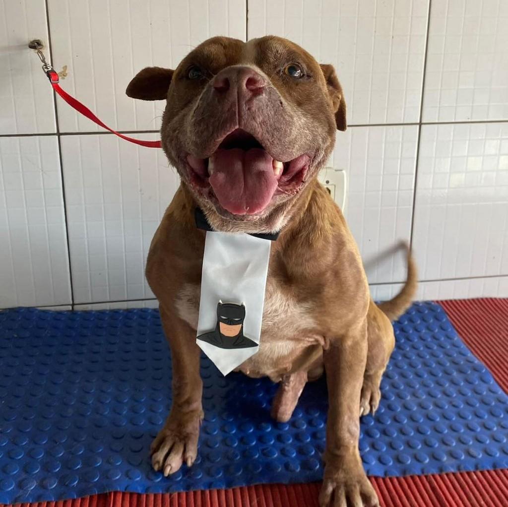 Bruce, cachorro de porte médio para adoção em Ibiúna - SP — foto 2 de 2