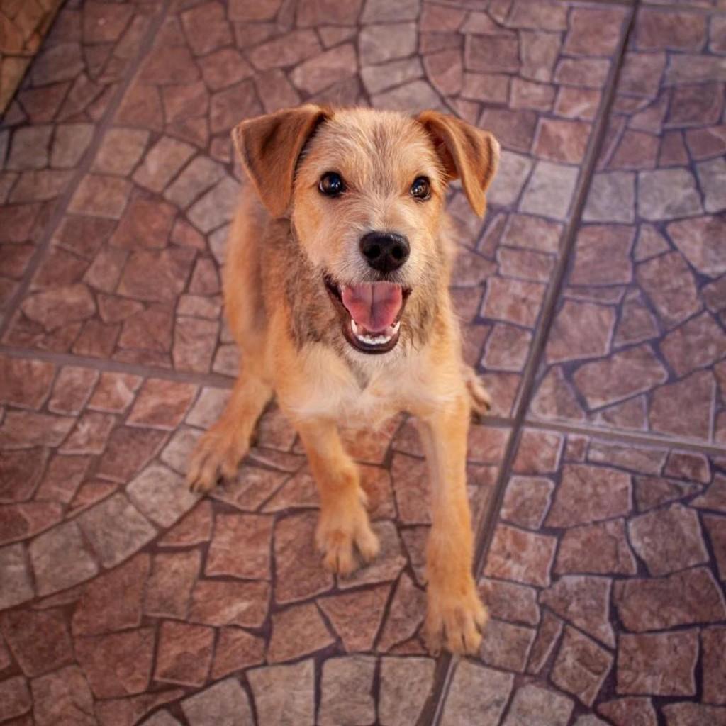 Fiapo, cachorro de porte pequeno para adoção em Ibiúna - SP