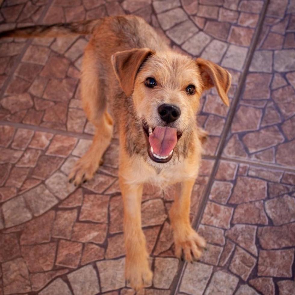 Fiapo, cachorro de porte pequeno para adoção em Ibiúna - SP — foto 2 de 7