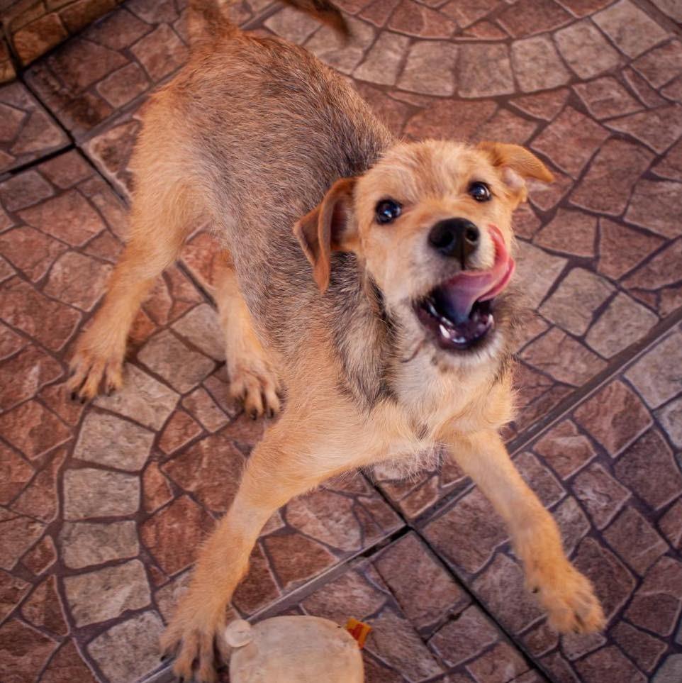 Fiapo, cachorro de porte pequeno para adoção em Ibiúna - SP — foto 3 de 7