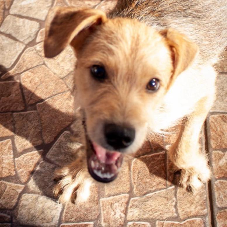 Fiapo, cachorro de porte pequeno para adoção em Ibiúna - SP — foto 4 de 7