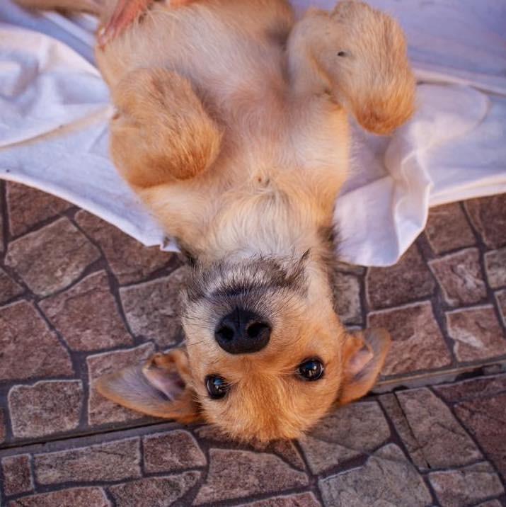 Fiapo, cachorro de porte pequeno para adoção em Ibiúna - SP — foto 5 de 7