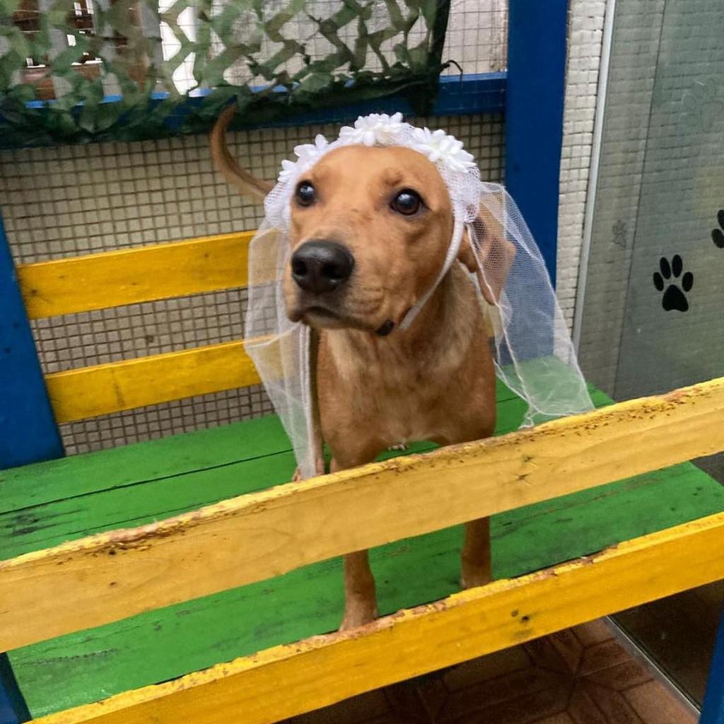 Olívia, cadela de porte pequeno para adoção em Ibiúna - SP