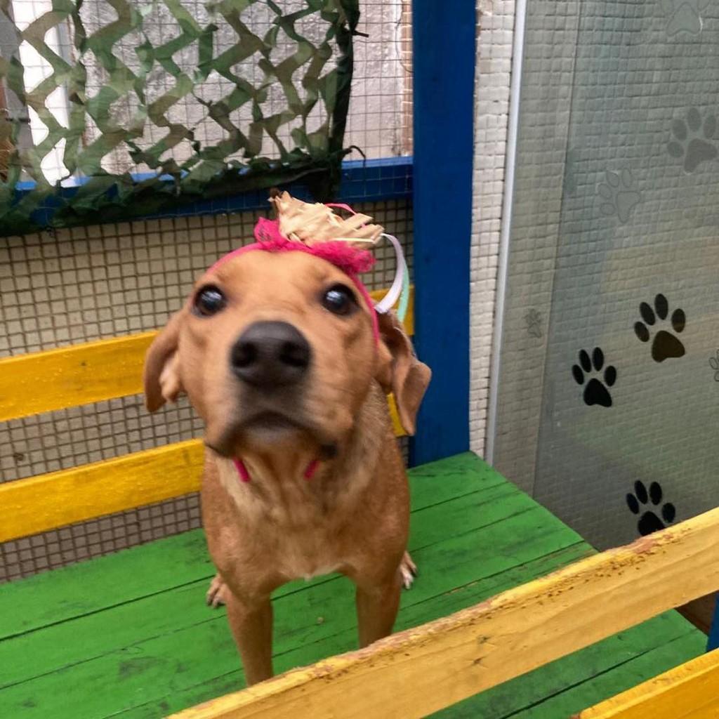 Olívia, cadela de porte pequeno para adoção em Ibiúna - SP — foto 2 de 4