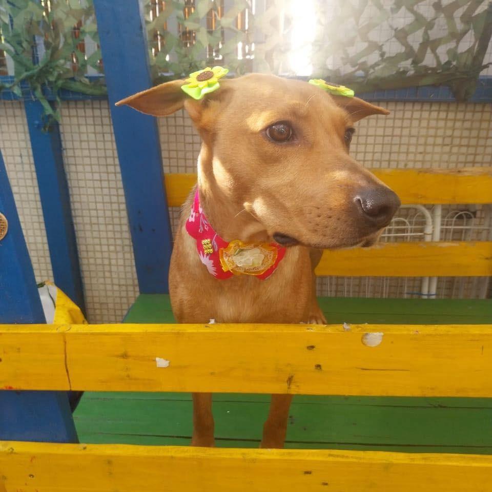 Olívia, cadela de porte pequeno para adoção em Ibiúna - SP — foto 3 de 4