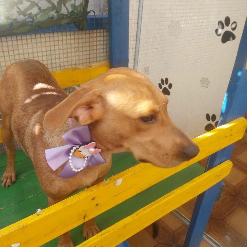 Olívia, cadela de porte pequeno para adoção em Ibiúna - SP — foto 4 de 4