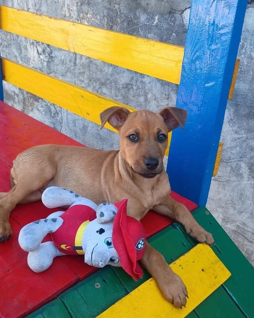 Oceane, cachorro de porte pequeno para adoção em Ibiúna - SP