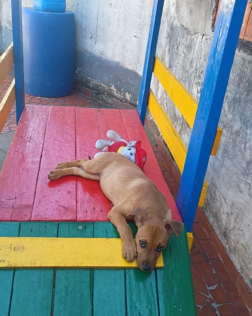 Oceane, cachorro de porte pequeno para adoção em Ibiúna - SP — foto 2 de 5