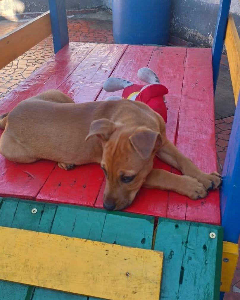 Oceane, cachorro de porte pequeno para adoção em Ibiúna - SP — foto 3 de 5