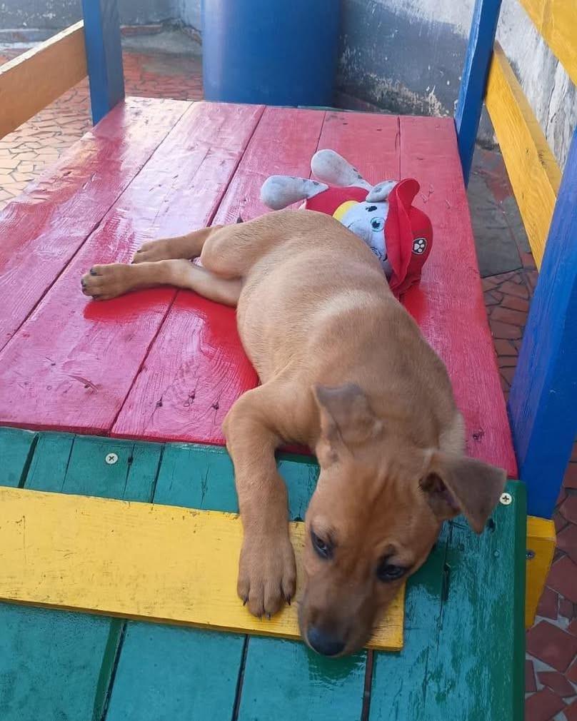 Oceane, cachorro de porte pequeno para adoção em Ibiúna - SP — foto 4 de 5