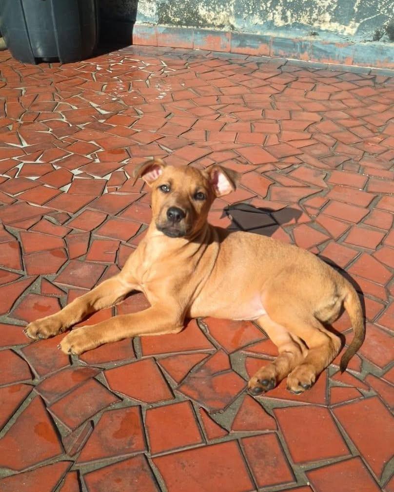 Oceane, cachorro de porte pequeno para adoção em Ibiúna - SP — foto 5 de 5