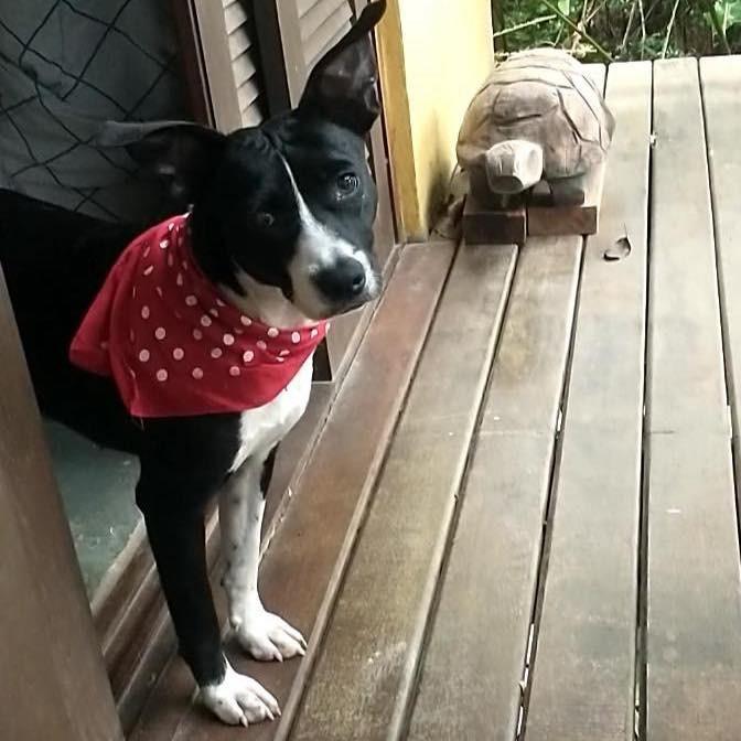Amorinha, cadela de porte pequeno para adoção em Ibiúna - SP