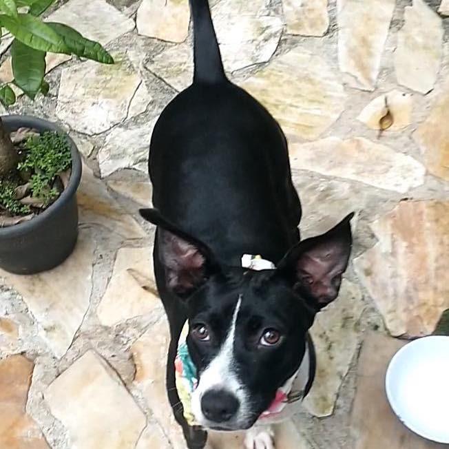 Amorinha, cadela de porte pequeno para adoção em Ibiúna - SP — foto 2 de 5