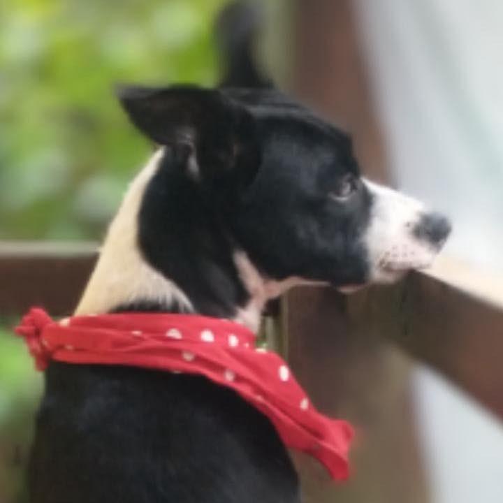 Amorinha, cadela de porte pequeno para adoção em Ibiúna - SP — foto 3 de 5