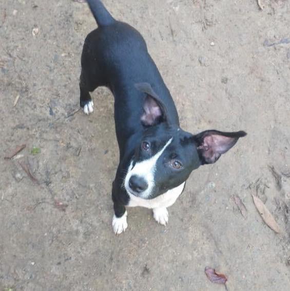 Amorinha, cadela de porte pequeno para adoção em Ibiúna - SP — foto 5 de 5