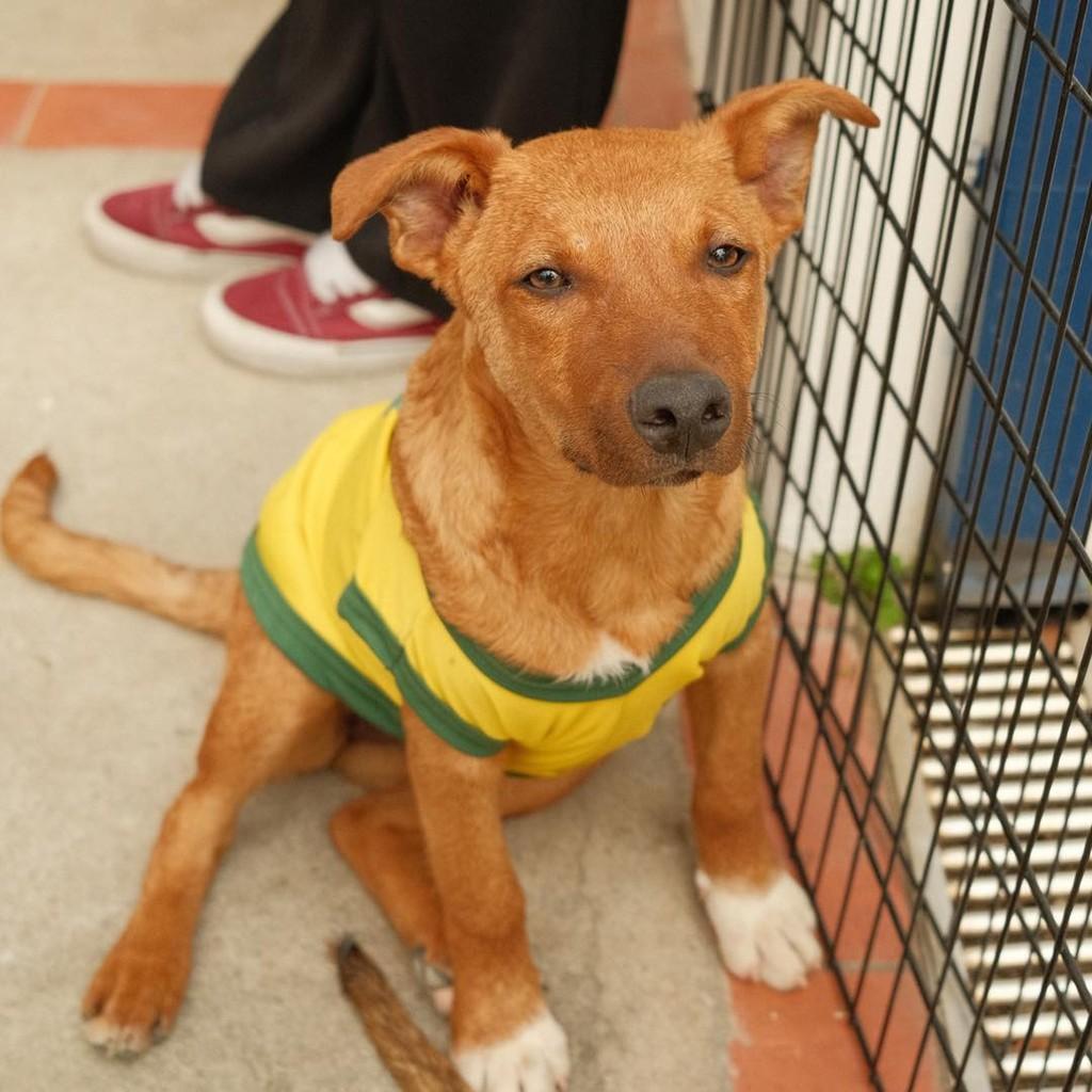 Farofa, cachorro de porte pequeno para adoção em Ibiúna - SP
