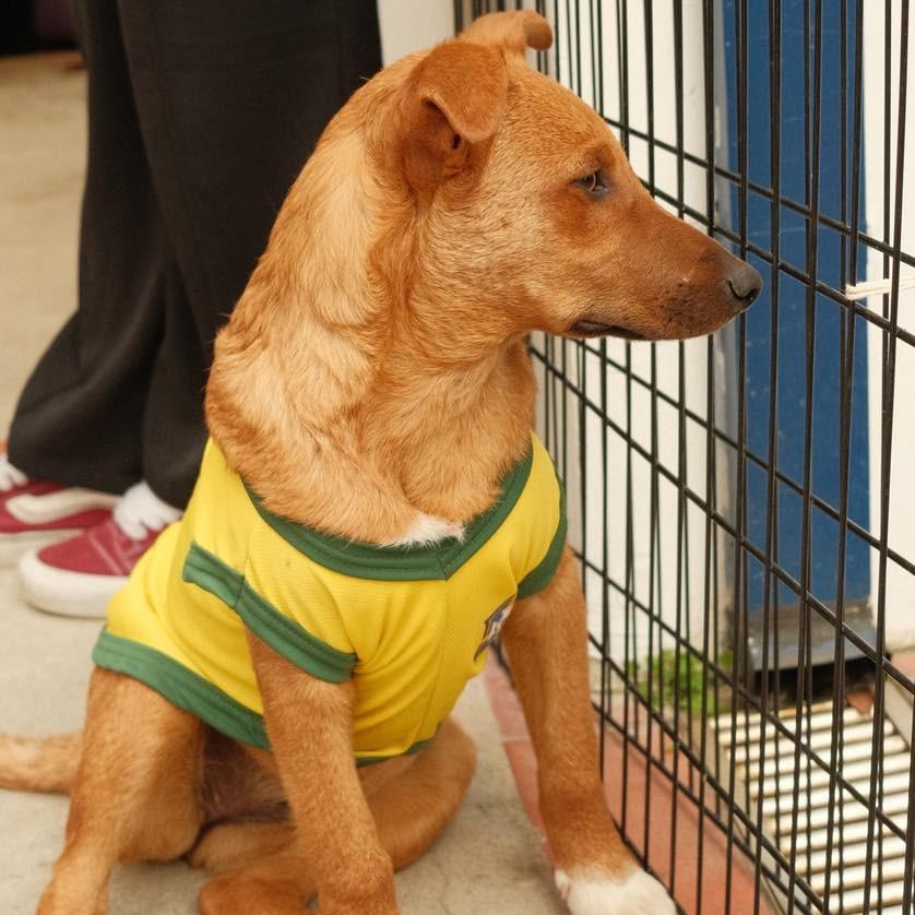 Farofa, cachorro de porte pequeno para adoção em Ibiúna - SP — foto 2 de 3