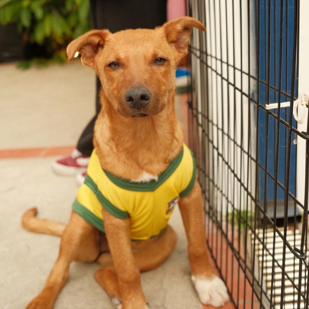 Farofa, cachorro de porte pequeno para adoção em Ibiúna - SP — foto 3 de 3