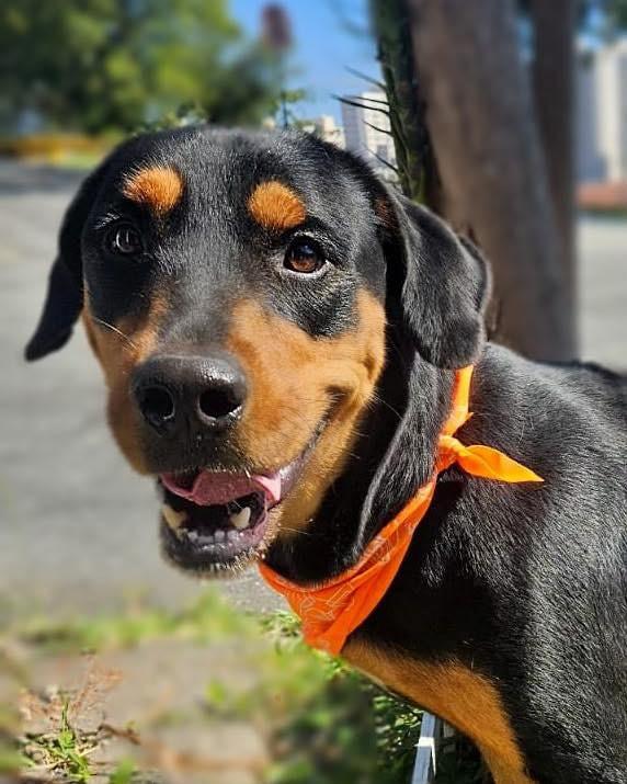 Thor, cachorro de porte grande para adoção em Ibiúna - SP