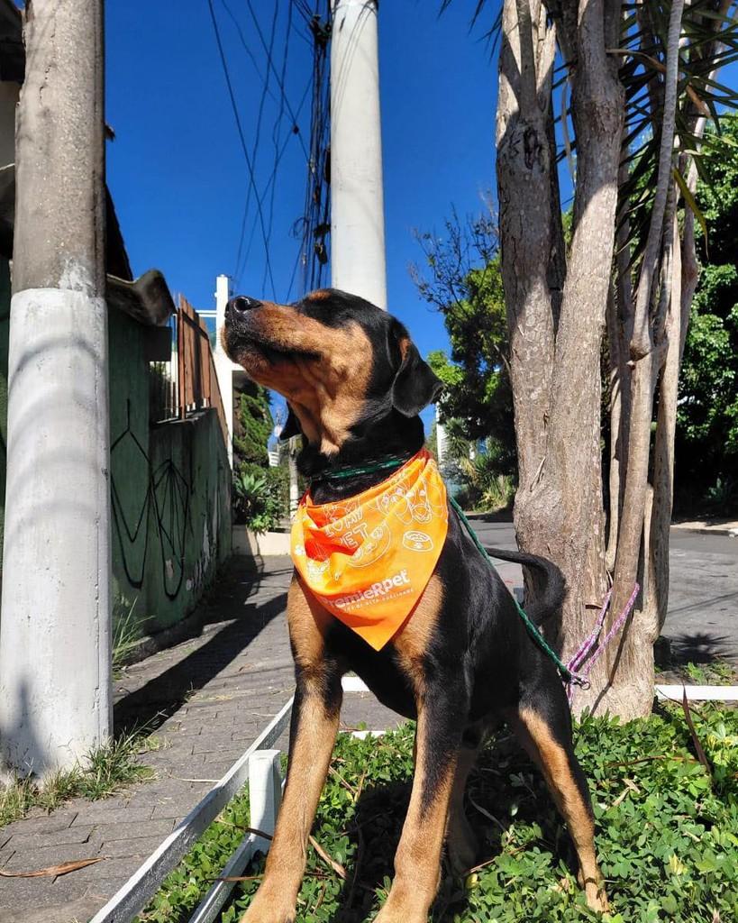 Thor, cachorro de porte grande para adoção em Ibiúna - SP — foto 2 de 6