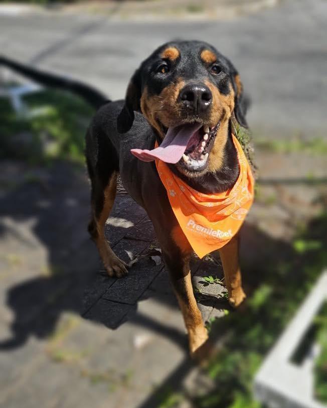 Thor, cachorro de porte grande para adoção em Ibiúna - SP — foto 3 de 6