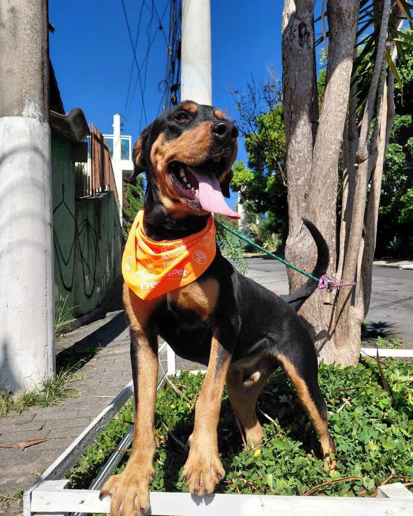 Thor, cachorro de porte grande para adoção em Ibiúna - SP — foto 4 de 6
