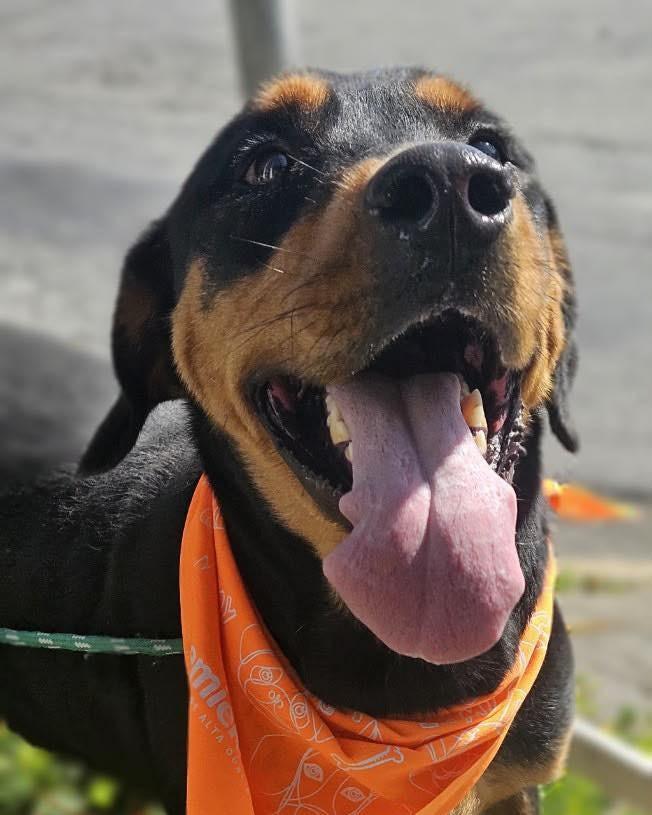 Thor, cachorro de porte grande para adoção em Ibiúna - SP — foto 5 de 6