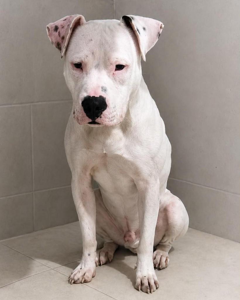 Branco, cachorro de porte médio para adoção em Ibiúna - SP