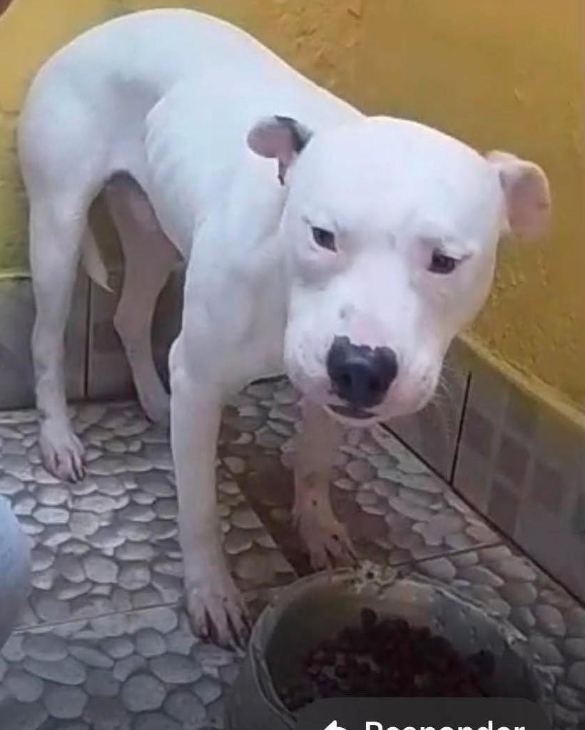Branco, cachorro de porte médio para adoção em Ibiúna - SP — foto 2 de 2