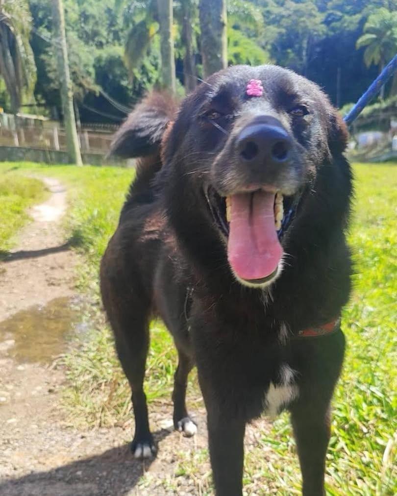 Princesa, cadela de porte médio para adoção em Ibiúna - SP