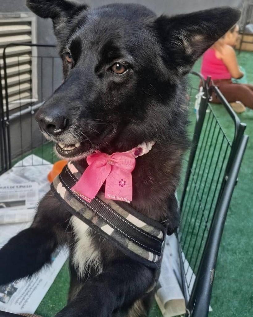 Princesa, cadela de porte médio para adoção em Ibiúna - SP — foto 2 de 2
