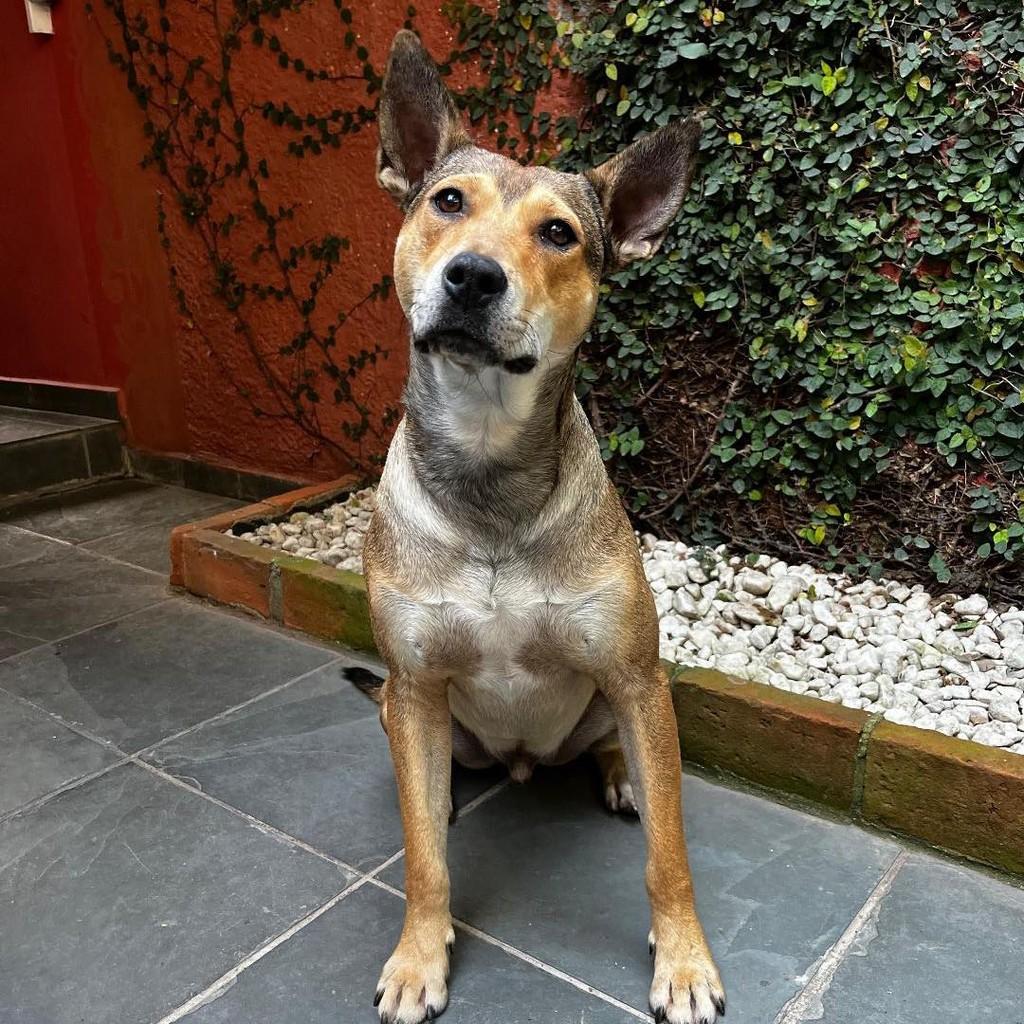 Melo, cachorro de porte médio para adoção em Ibiúna - SP