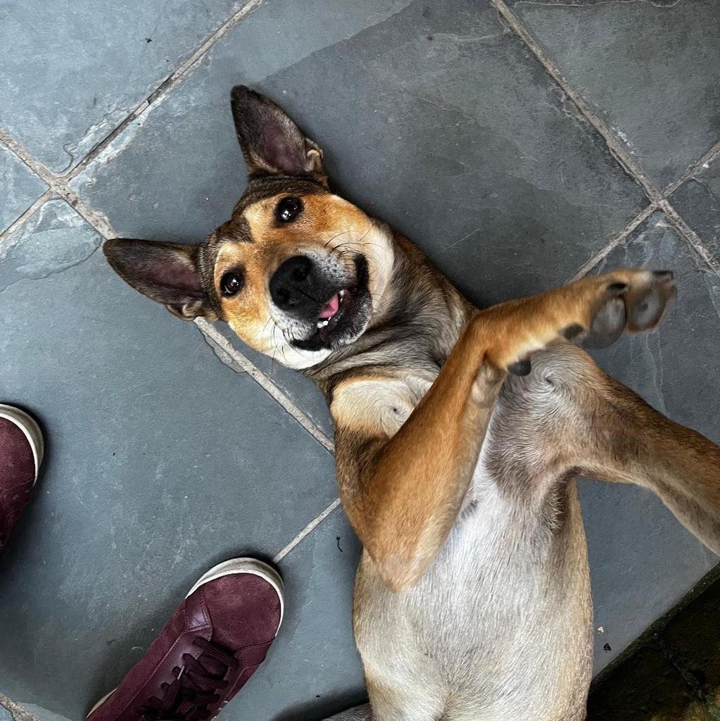 Melo, cachorro de porte médio para adoção em Ibiúna - SP — foto 2 de 4