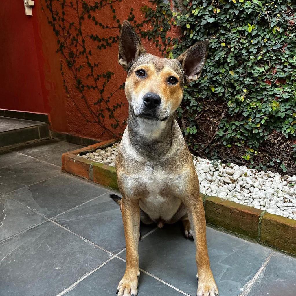 Melo, cachorro de porte médio para adoção em Ibiúna - SP — foto 3 de 4