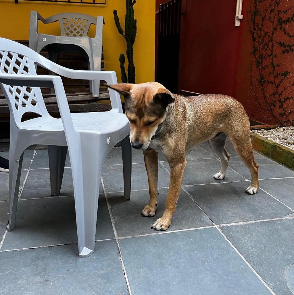 Melo, cachorro de porte médio para adoção em Ibiúna - SP — foto 4 de 4