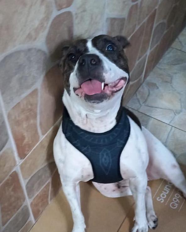 Estrela, cadela de porte grande para adoção em Ibiúna - SP