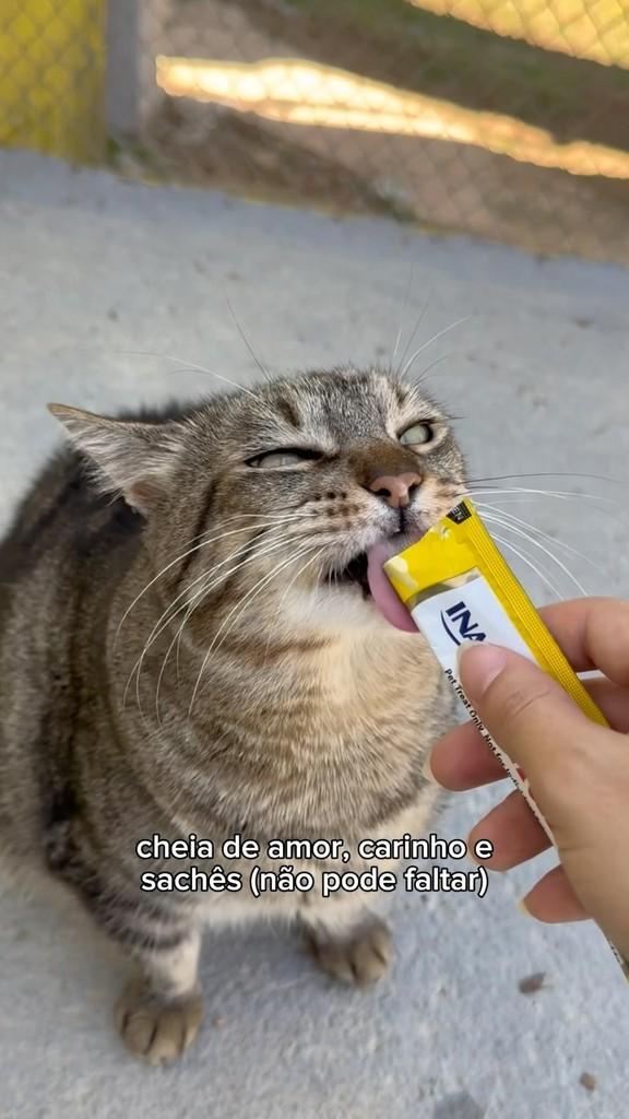 Paloma, gata de porte pequeno para adoção em Ibiúna - SP