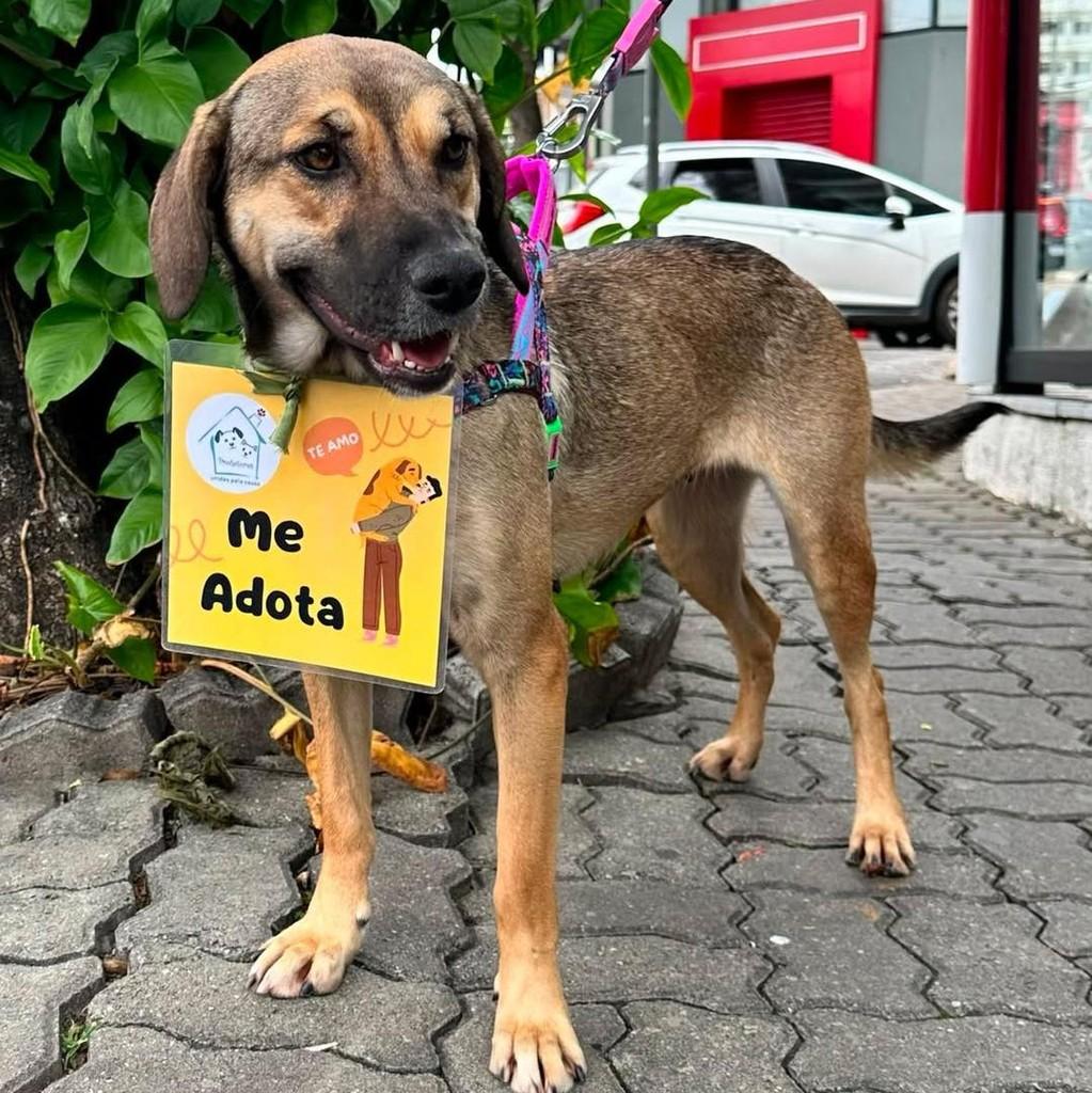 Augusta, cadela de porte médio para adoção em São Paulo - SP