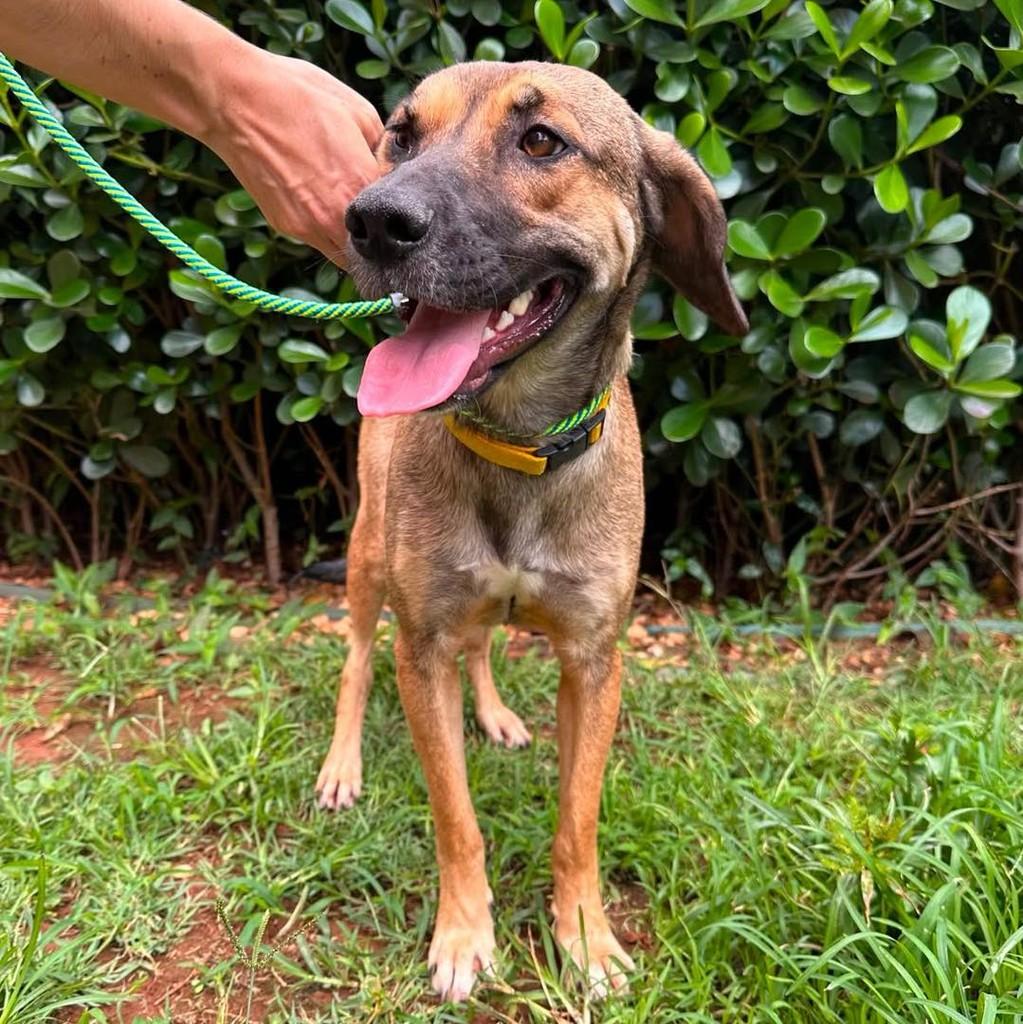 Augusta, cadela de porte médio para adoção em São Paulo - SP — foto 2 de 3