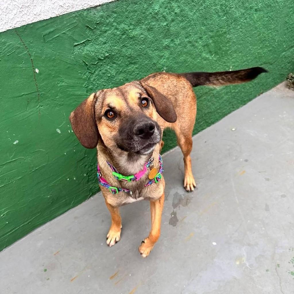 Augusta, cadela de porte médio para adoção em São Paulo - SP — foto 3 de 3