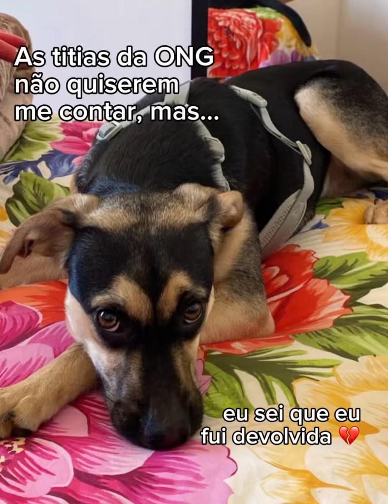 Lisa, cadela de porte médio para adoção em Ibiúna - SP