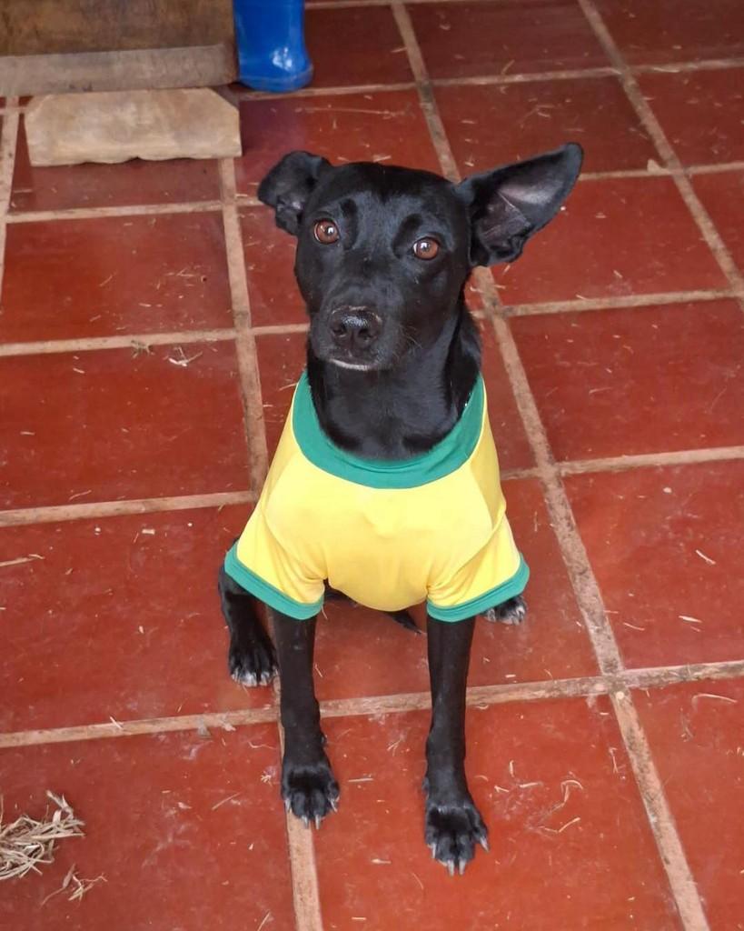 Jade, cadela de porte grande para adoção em Ibiúna - SP
