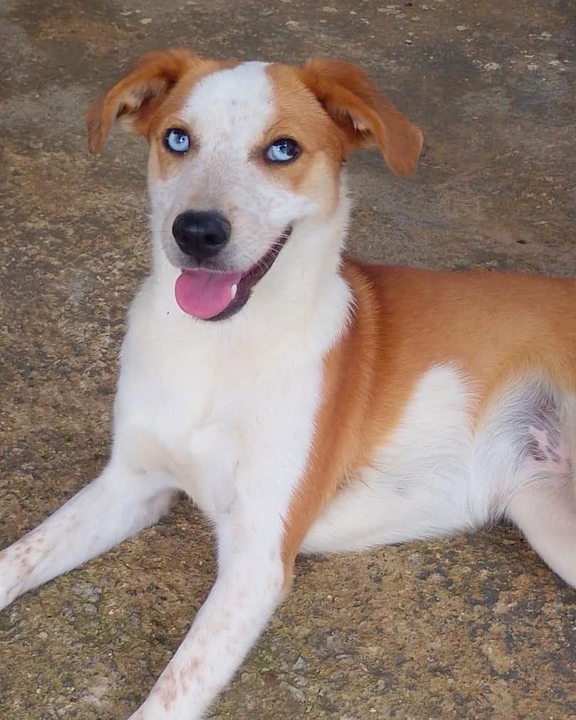 Vanila, cachorro de porte pequeno para adoção em Ibiúna - SP