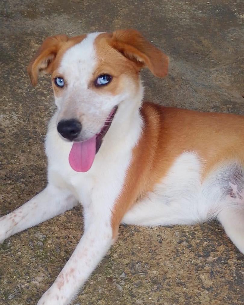 Vanila, cachorro de porte pequeno para adoção em Ibiúna - SP — foto 2 de 2