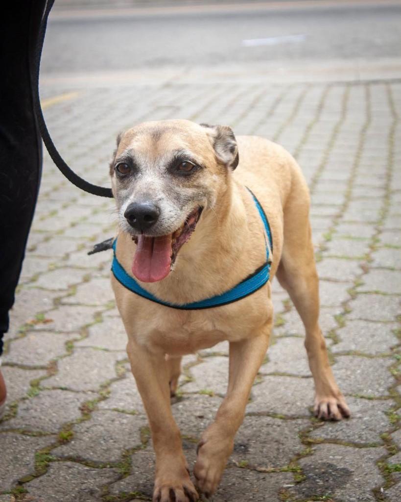 Nick, cachorro de porte pequeno para adoção em Ibiúna - SP
