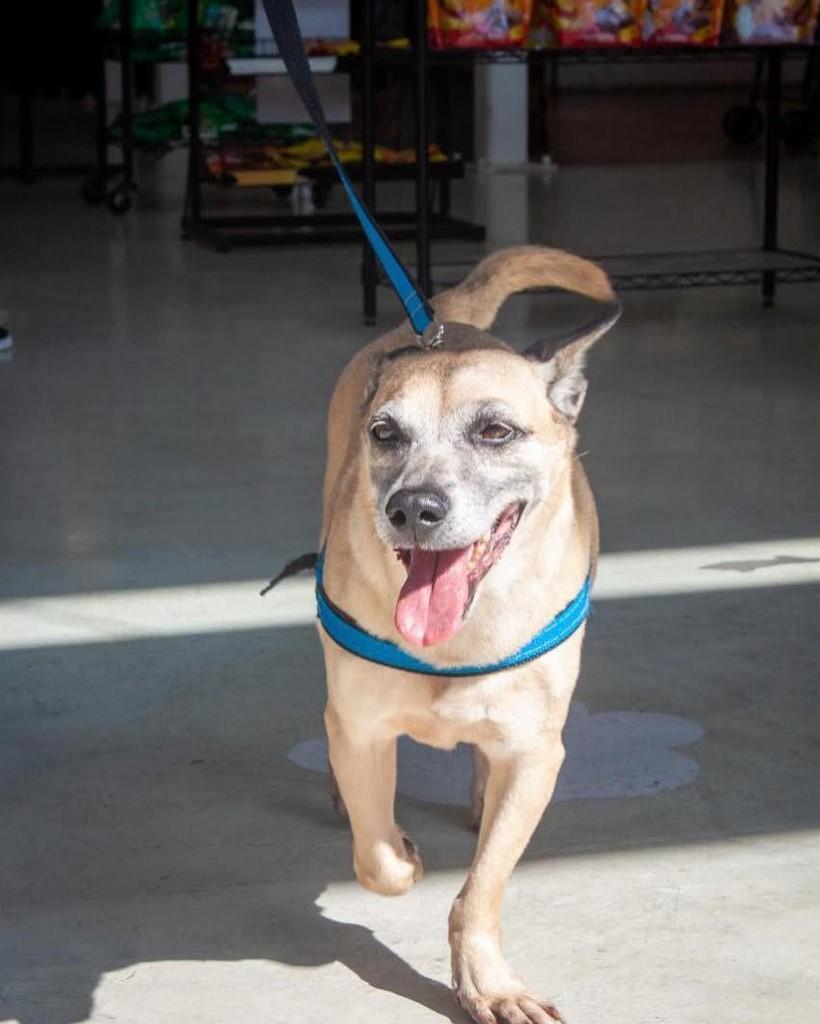 Nick, cachorro de porte pequeno para adoção em Ibiúna - SP — foto 2 de 3