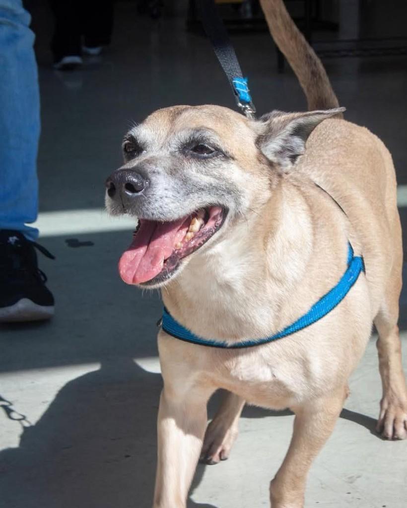 Nick, cachorro de porte pequeno para adoção em Ibiúna - SP — foto 3 de 3