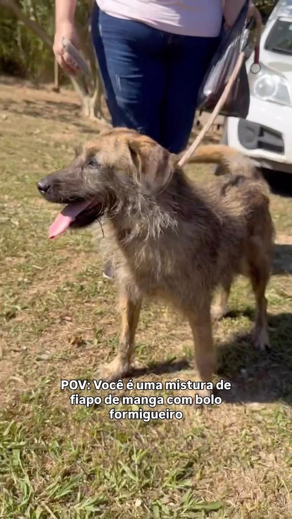 Paçoca, cadela de porte médio para adoção em Ibiúna - SP